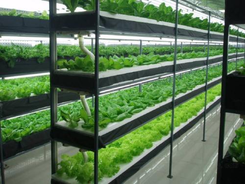 Characteristics and Advantages of LED Plant Lamp Lighting