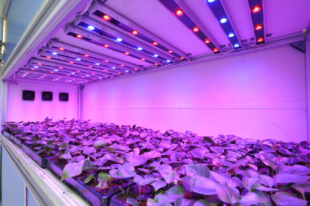 1715565416182812.jpg 植物生成LED应用.webp.jpg